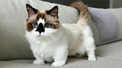 Scopri i gatti che non crescono mai: razze, cure e consigli pratici