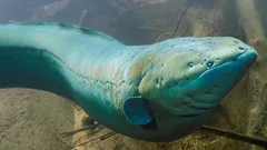 Sotto la superficie: com’è la vita dei pesci guidati dall’elettricità