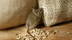 Topi in casa? I migliori rimedi naturali per eliminare i roditori in casa